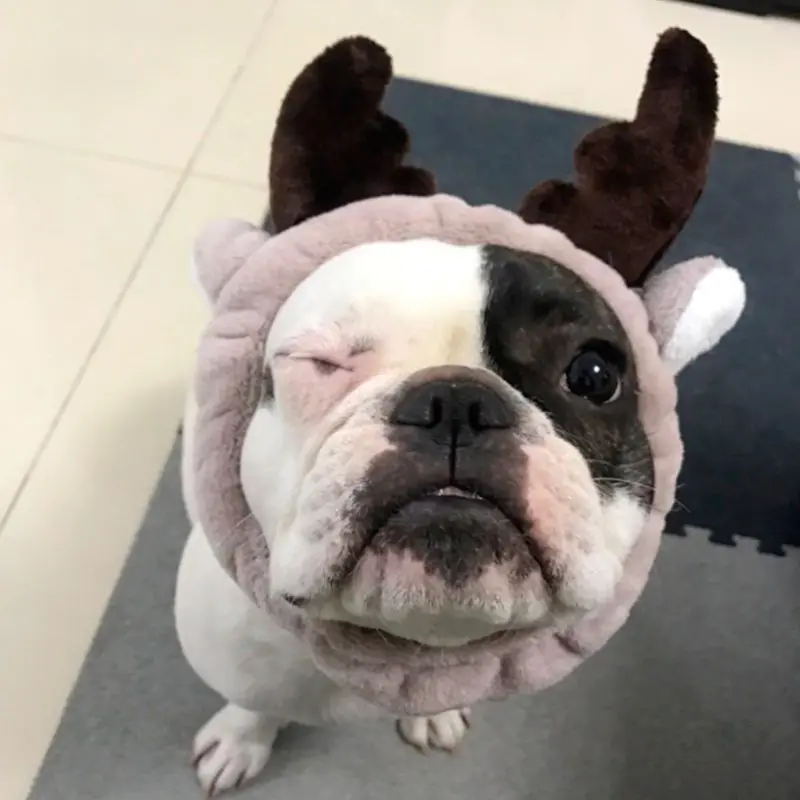

Cute Dog Hat Animal Shape Dog Cap Cheap Pet Accessories Caps For Dogs Hats Pets Products Funny Cosplay Pet Dog Hat For Chihuahua