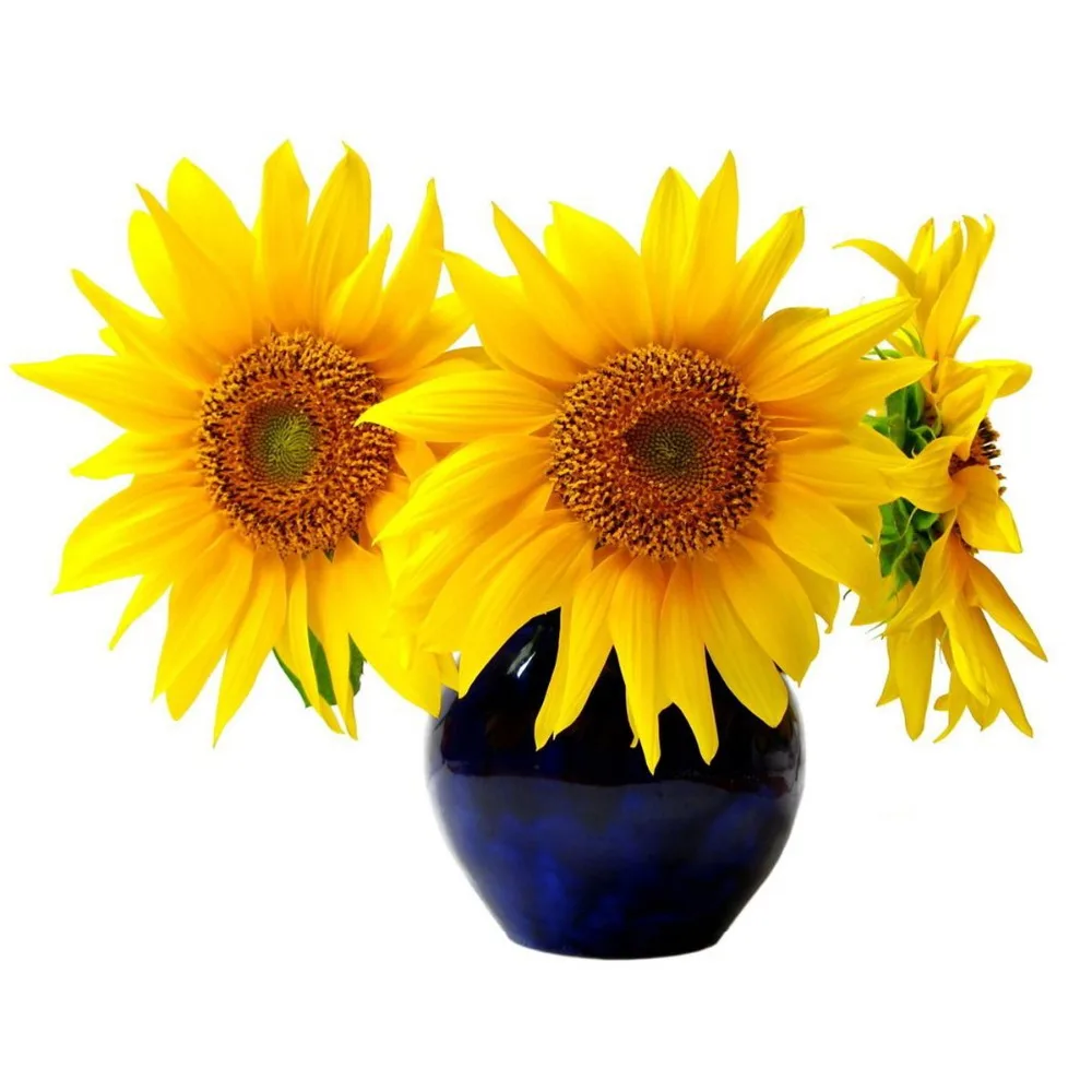 20 French Dwarf Sunflower Seeds easy growing and beautiful, make your