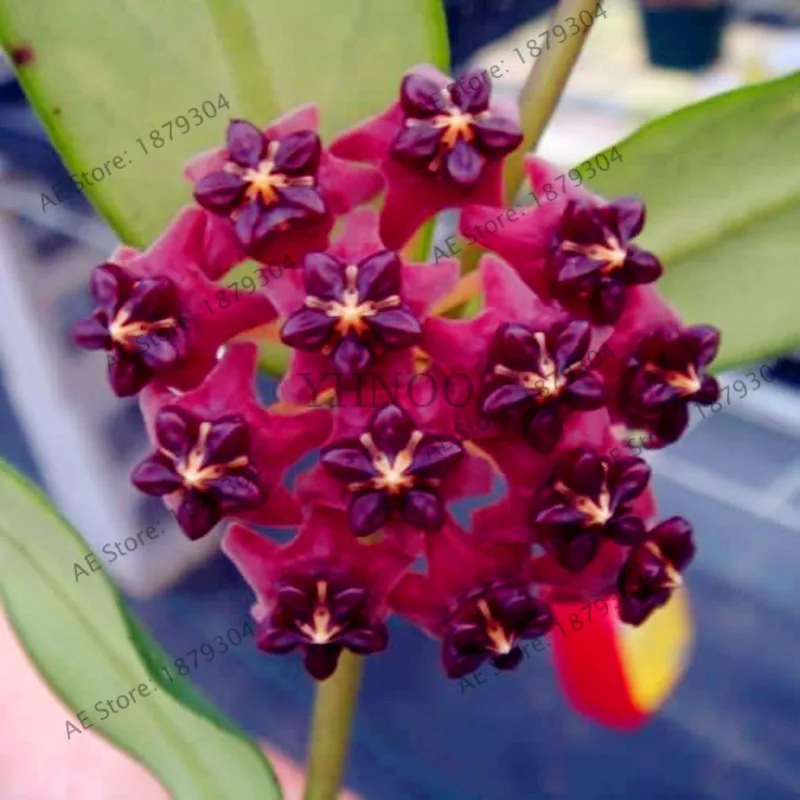 100 шт./упак. Редкие Hoya цветок flores, Орхидея, растения, в помещении бонсай Flowerfor дома и сада посадки легко растить - Цвет: 2