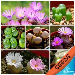 100% свежий Настоящее lithops Ophthalmophyllum смешанные сочные кактус Semillas ~ живые камни