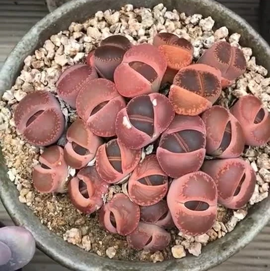 

100PCS - 100% Genuine Fresh Real " Red Open Window " Lithops semillas - bonsai Succulent Flower plant sementes