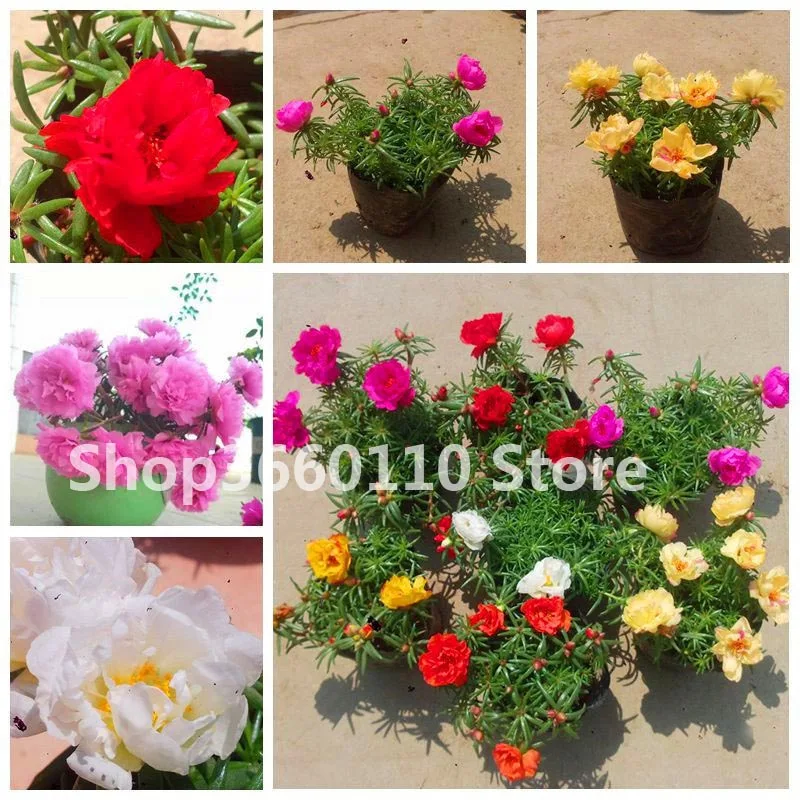 

100 Pcs Portulaca Grandiflora bonsai Mixed Color Moss-Rose Purslane Double Flower plant For Planting Heat Tolerant Easy Growing
