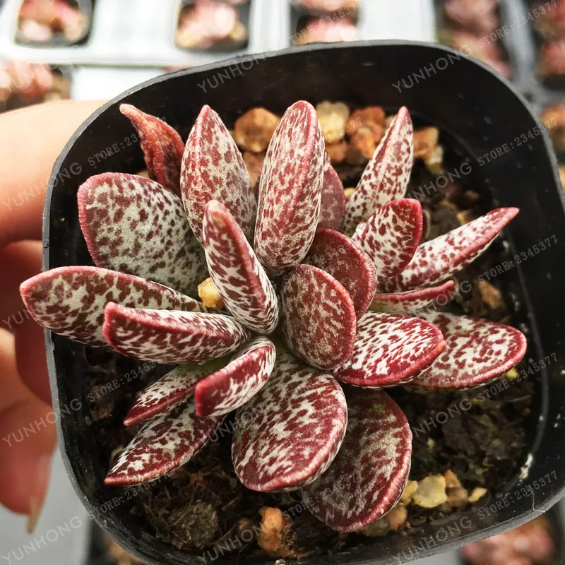 

100 Pcs Succulents Bonsai Rare Indoor Flower Mini Bonsai Fleshier Plant Office Bonsai Plants For Home Garden