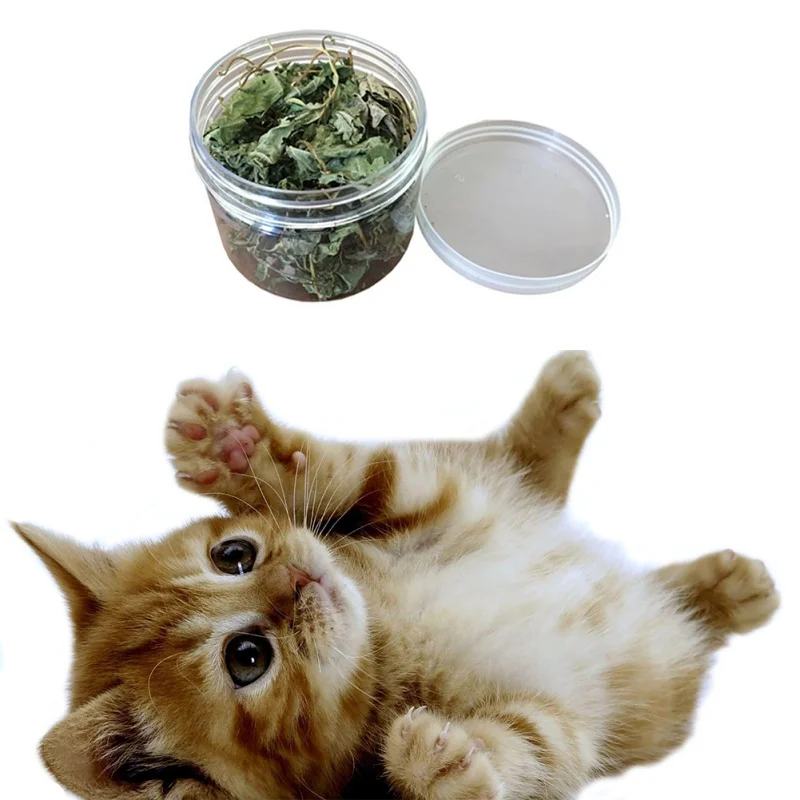 Buy Natural Organic Premium Catnip Catmint Menthol