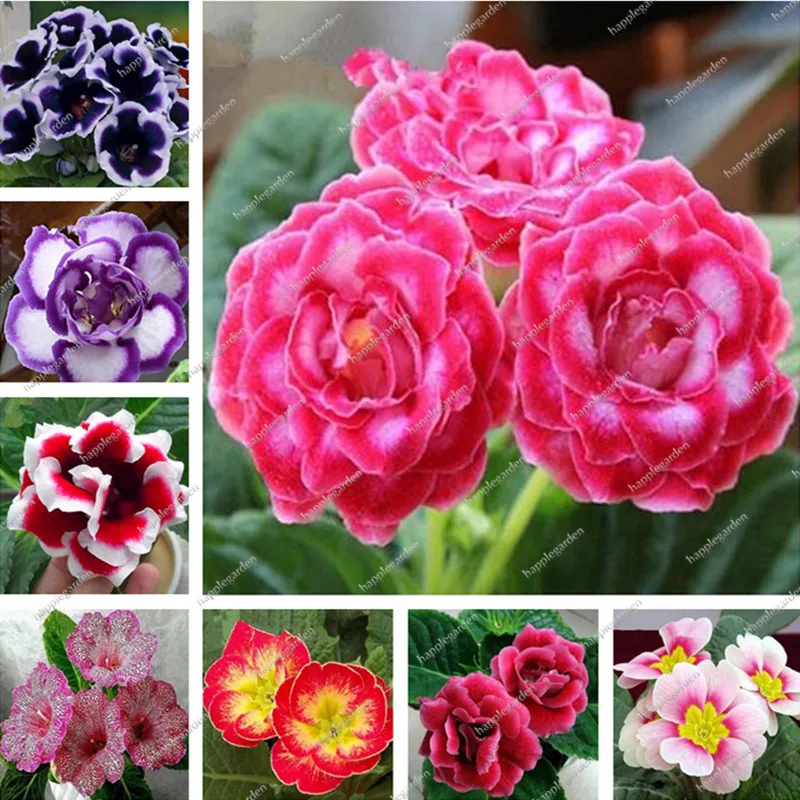 

Hot Sale 100 Pcs Gloxinia bonsai Perennial Flowering Plants Sinningia Speciosa Bonsai Balcony Flower for DIY Home Garden Decor