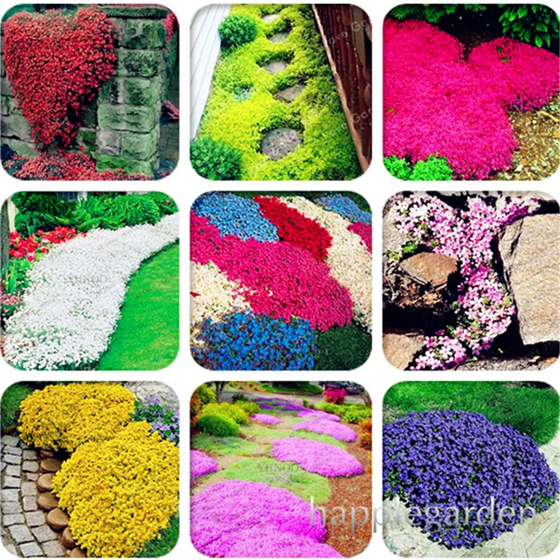 

500 pcs Creeping Thyme bonsai or Blue ROCK CRESS plant - Perennial Ground cover flower flores ,Natural growth for home garden