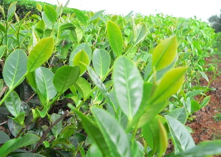 C-PE058 Ripe Tuocha 100g Premium Yunnan puer tea,Old Tea Tree Materials Pu erh,1pcsTea pu er puerh tea Pu'er   C-PE058 Ripe Tuocha 100g Premium Yunnan puer tea,Old Tea Tree Materials Pu erh,1pcsTea pu er puerh tea Pu'er