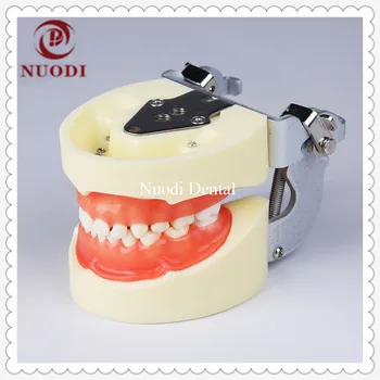 

Soft Gum Child Teeth Model 24pcs/Removeable Education Teeth Model/Dental lab KidsTeeth Model/Standard Child Teeth Model