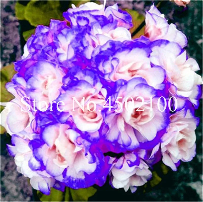 110 Pcs Colorful Geranium Bonsai Plantas Perennial Bonsai Flower Pelargonium Peltatum Flores Potted Geranium For Home Garden