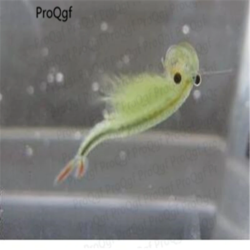

500pcs fairy shrimp