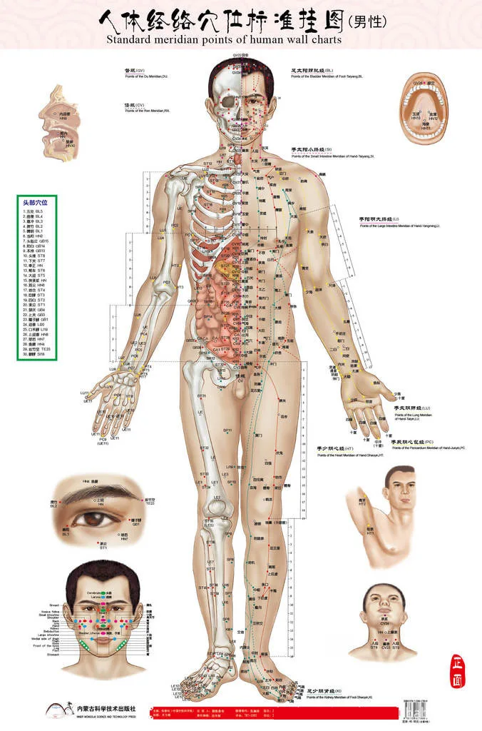 Стандартные пункты меридиана человека настенная диаграмма женский/мужской акупунктурный массаж точка карта Флипчарт HD 3 китайско-английские женщины