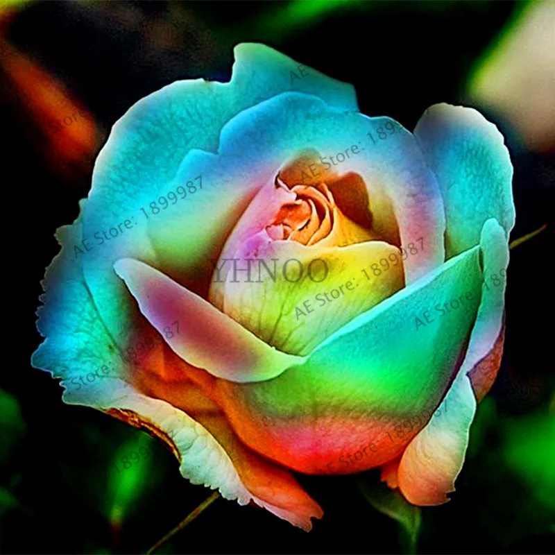 200 pcs Rare Holland Rainbow Rose Flower bonsai Home Garden Rare Flower plant 24 color rainbow Rose flores 200 pcs Rare Holland Rainbow Rose Flower bonsai Home Garden Rare Flower plant 24 color rainbow Rose flores