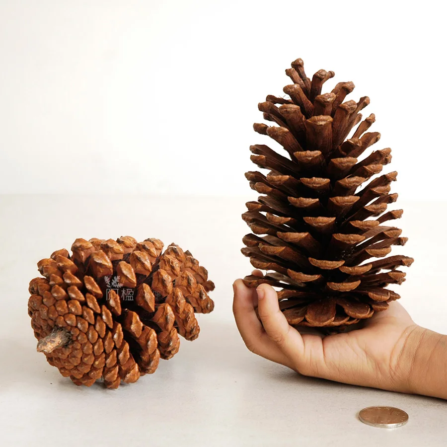 

2pcs Natural large Lacebark pine Nuts Photo prop decoration Vegetable For Home Wedding Decoration Christmas Tree Decoration