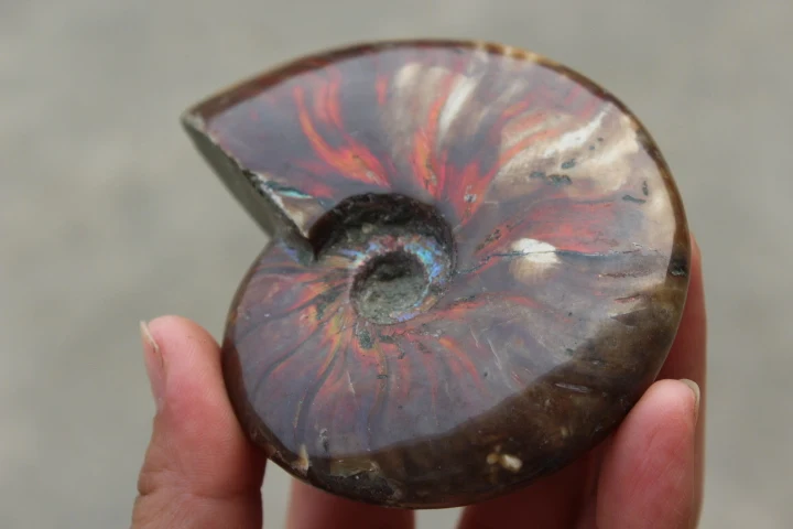 color-FOSSILIZED-SNAIL-AMMONITE-MINERAL-FROM-MOROCCO-MULTI-COLOR-FIRE
