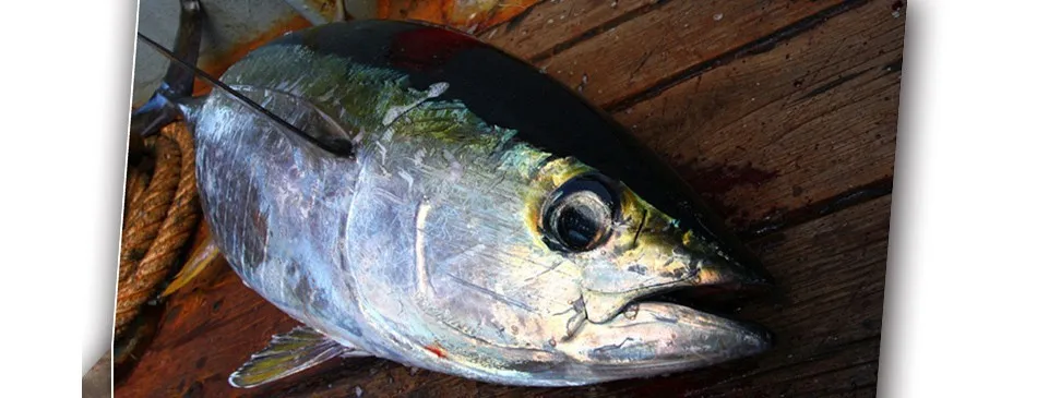 Isca de Pesca de Boa Qualidade da Marca Isca de Pesca de Água Robalo Milímetros Isca Sinking Minnow Salgada Pesca Artificial 125 16 Da Marca 125 milímetros isca Sinking Minnow