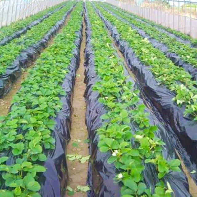 Fekete Mezőgazdasági Árnyék Film 1X50 Méter Eper Pe Kerti Virág Üvegházhatású Műanyag Talajtakaró 8 Mm Vastagság - Image 3