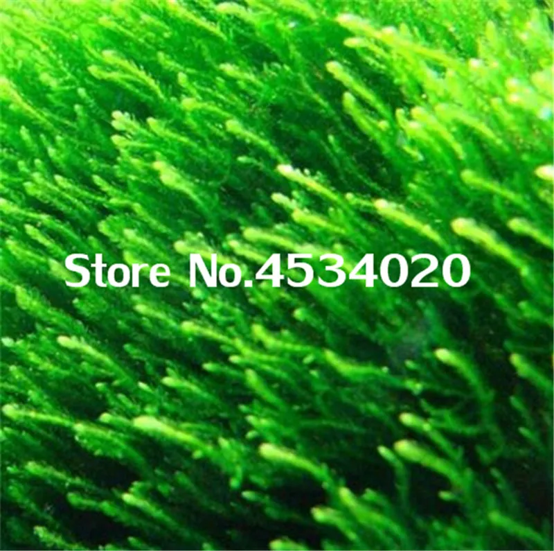 1000 pcs Rare Aquarium Planter Java Moss Grass bonsai Raros Gifts Plants Aquario Fish Tank Aquatic for Home Garden decoration 1000 pcs Rare Aquarium Planter Java Moss Grass bonsai Raros Gifts Plants Aquario Fish Tank Aquatic for Home Garden decoration