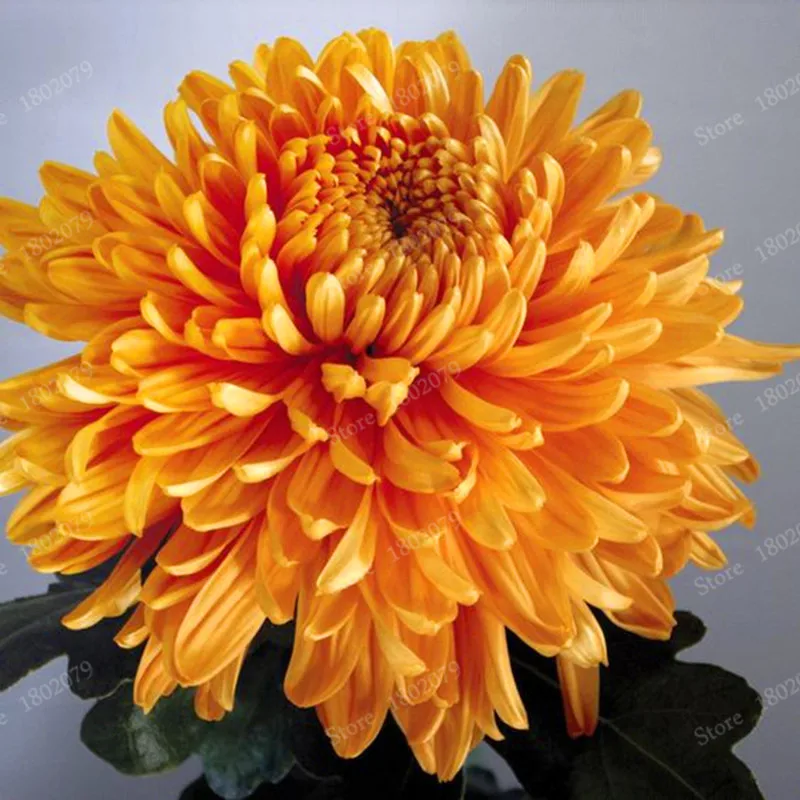 Buy 200 Pcs Chinese Mum Seeds Chrysanthemum Free Shipping