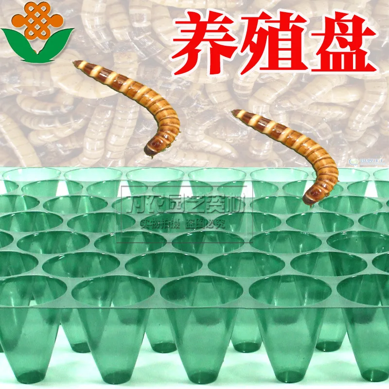 고품질 70 홀 번데기 플레이트 보리 곤충 푸팔 플레이트, 번데기 상자 문화 플레이트 무료 배송