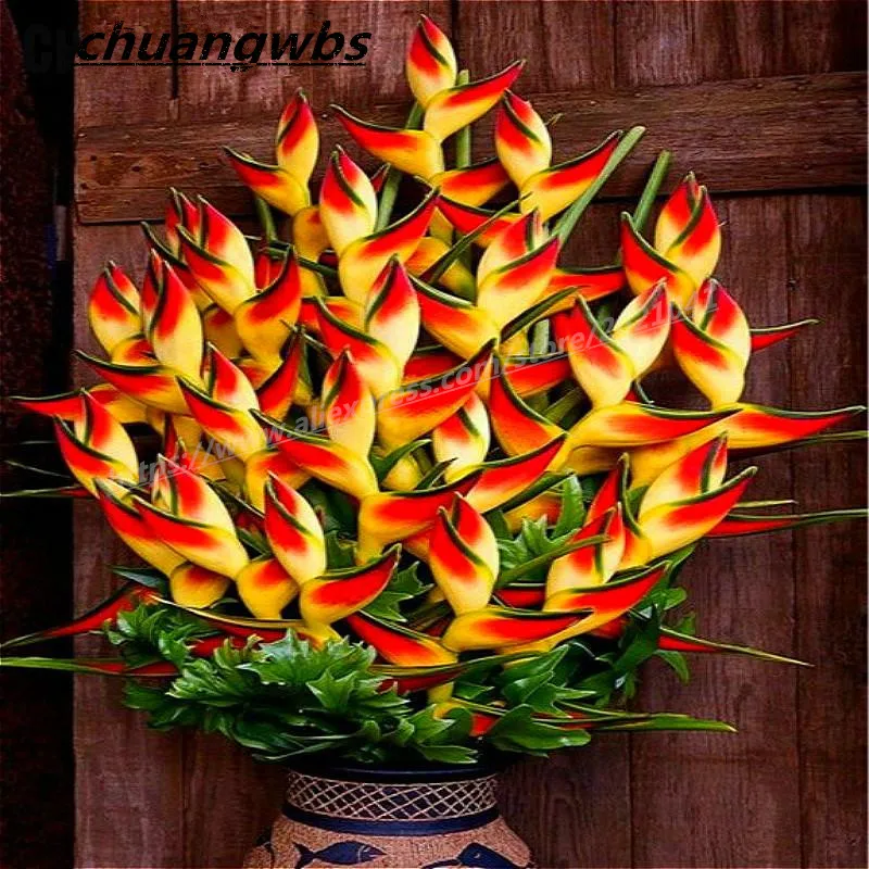 

100 pcs /bag Indoor Potted Plant Flower Orange Strelitzia Reginae bonsai Bird Of Paradise bonsai Jardim Bonsai Sementes