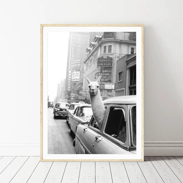 Llama in a taxi on Times Square Canvas Print and Poster Vintage ... Llama in a taxi on Times Square Canvas Print and Poster Vintage ...