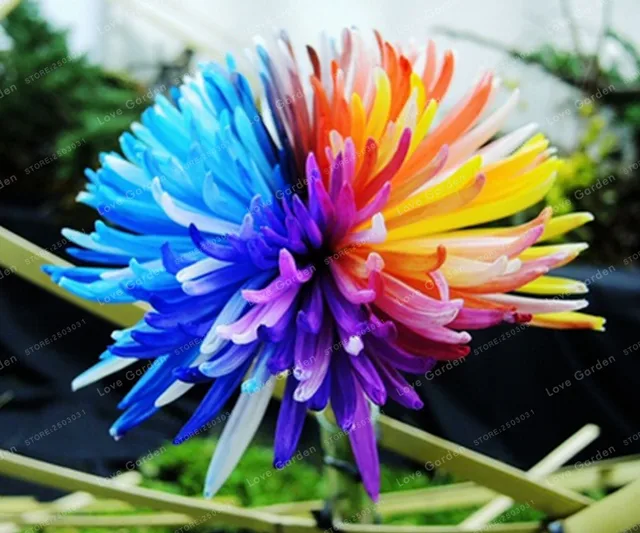 Hot Sale Rainbow Chrysanthemum Flower plant Ornamental