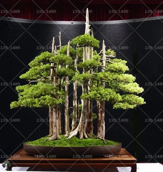 50pcs/Bag Thunbergii Black Pine bonsai Tree flores Potted Plants Japanese bonsai Pine Tree for home garden plants