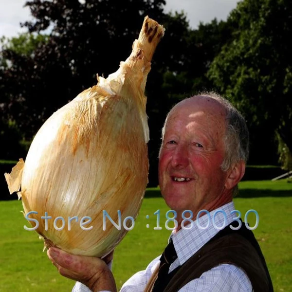 https://ae01.alicdn.com/kf/HTB1n0BRKFXXXXXDXpXXq6xXFXXXi/New-varieties-nutritious-Chinese-Giant-Onion-seeds-shallot-seed-vegetable-seeds-vegetable-garden-100PCS.jpg