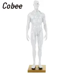 Мужская анатомическая модель Anthropometric Манекен Модель тела прочная анатомическая визуальная