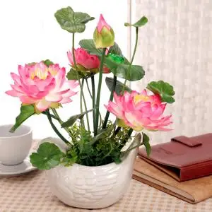 

5pcs bonsai lotus flower for summer 100% real Bowl lotus pots Bonsai garden plants Home Garden Decoration Flowers Ground Cover