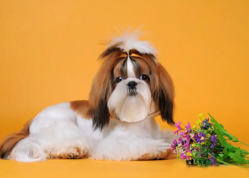Shih Tzu Pet Dogs 3