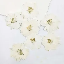 Larkspur белый/синий образец сушеные цветы пресс Живой Цветок DIY Ручная Цветочная