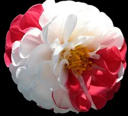 20 шт. редкий белый красный Георгин бонсай очаровательный китайский цветок бонсай растения для сада оптовая цена