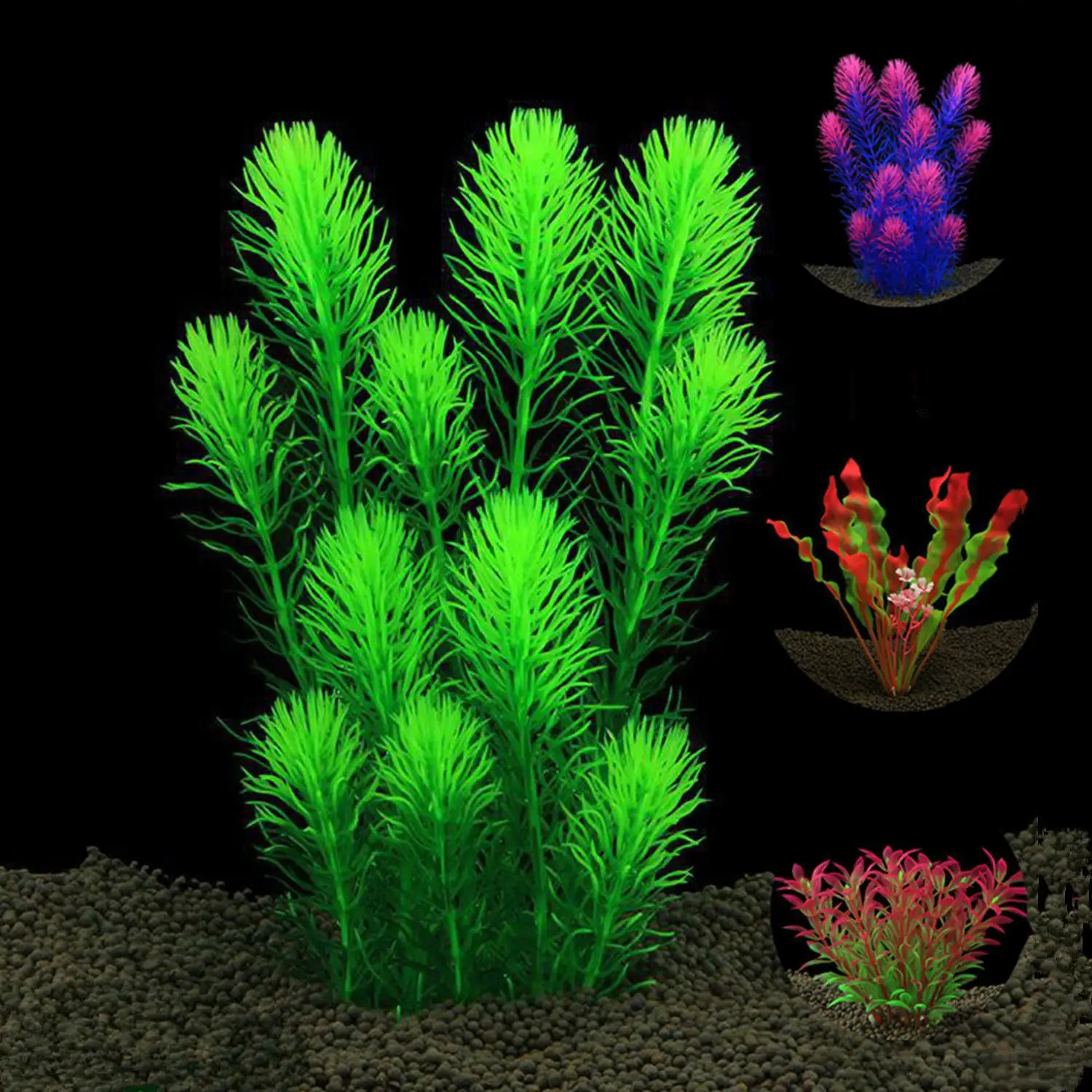 Живые водоросли для аквариума купить. Майака Речная аквариумное растение. Элеохарис вивипара. Майака Сантарем ред. Водоросли для аквариума живые.