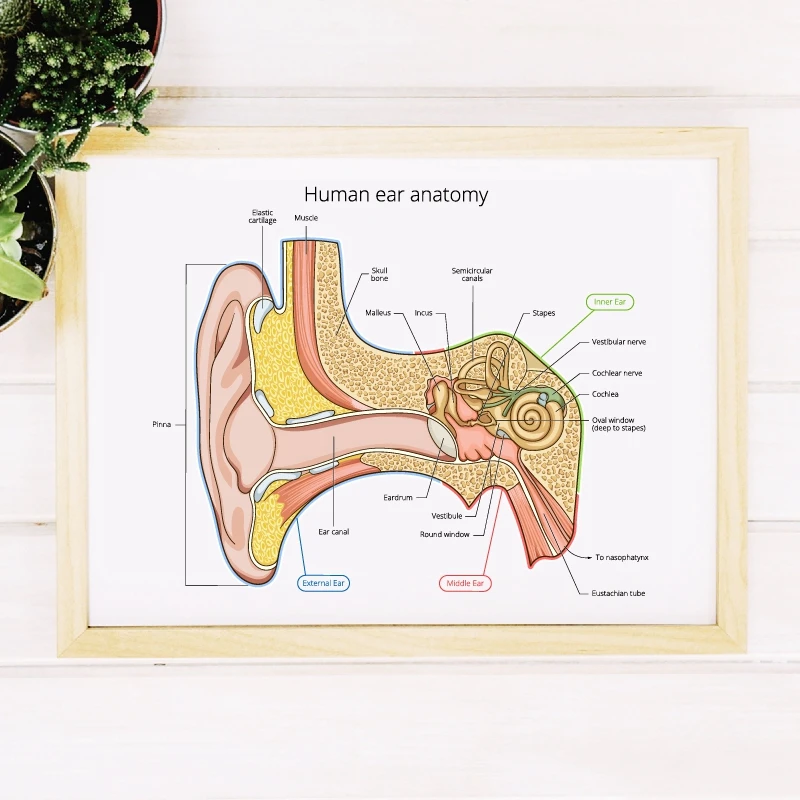 Ear anatomy wall art prints medicine student gift