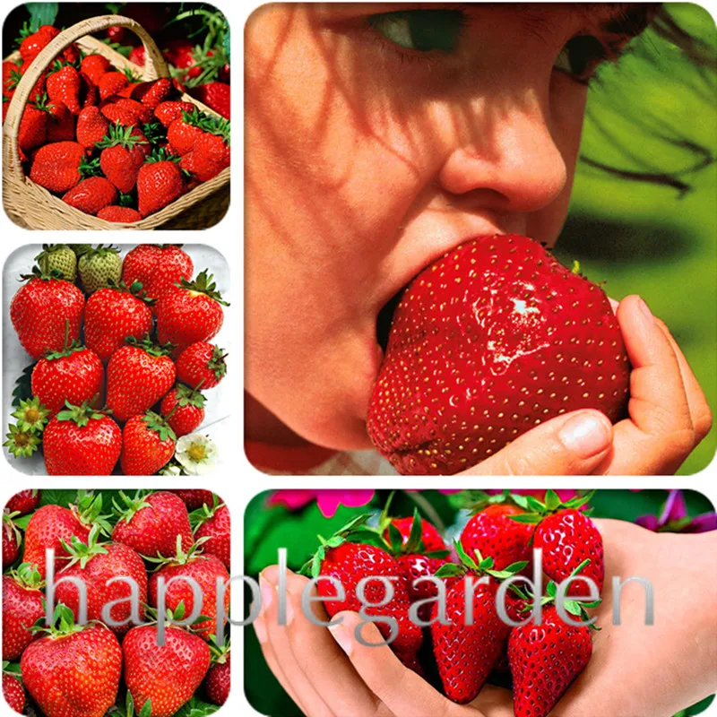 

Sale! 500 pcs Red Strawberry bonsai Outdoor Strawberry Tree Organic Fruit plants Bonsai Planting Home Garden flower Plants