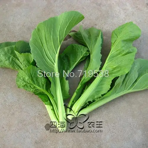 

charlock bonsais charlock 100 pcs Vegetable bonsais