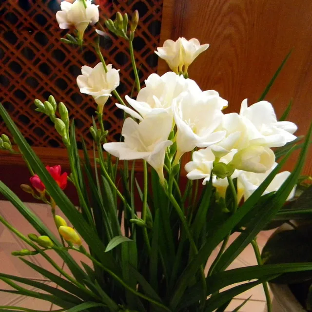 1 pcs Bulbs Rare White Freesia Freesia Flower Bulb GreenSeedGarden