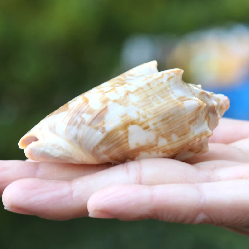 King Snail Natural Conch Shell декорация ландшафт для аквариума Fish Tank ландшафтный интерьер