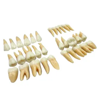 

32pcs Teeth Model Professional Typodont Demonstration Tooth Model Dental Educational Teaching Aid Laboratory Supplies