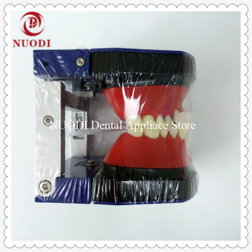 

Dental Clinic Orthodontic Typodont practice teeth model/Dental Orthodontic Operation teeth model/Orthodontic training Model