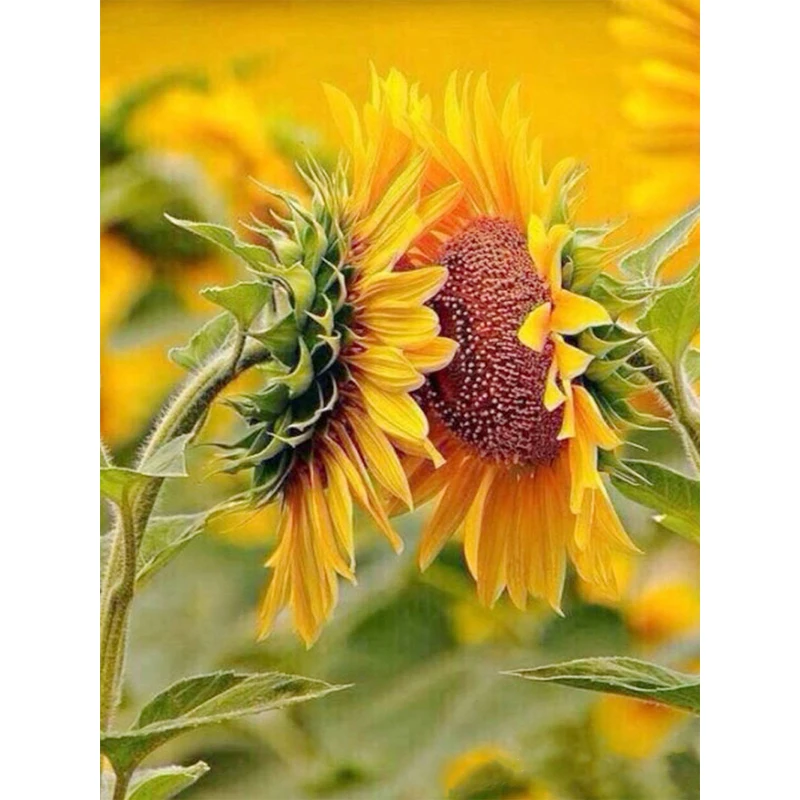 Aliexpresscom  buy full round diamond 5d diy diamond painting