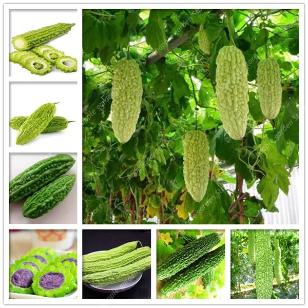 

Balsam Pear bonsai Bitter Melon Bitter Gourd Kidney Momordica Charantia Garden Vegetable bonsai 10 Pcs Diy Plant Semente
