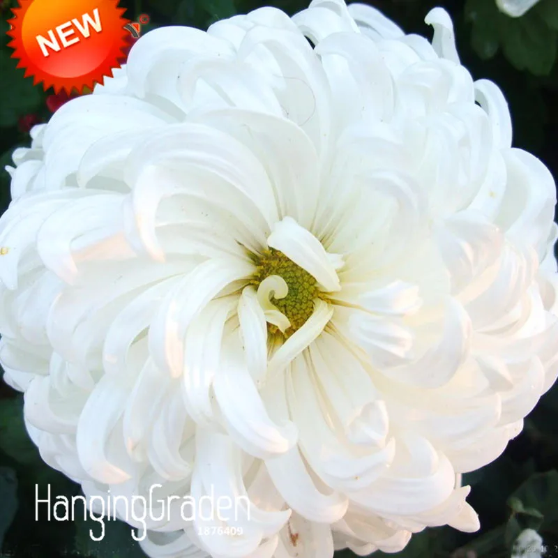 Распродажа! bonsai Flower белая хризантема flores красивые комнатные растения для сада 100 шт./пакет,# USL6WI