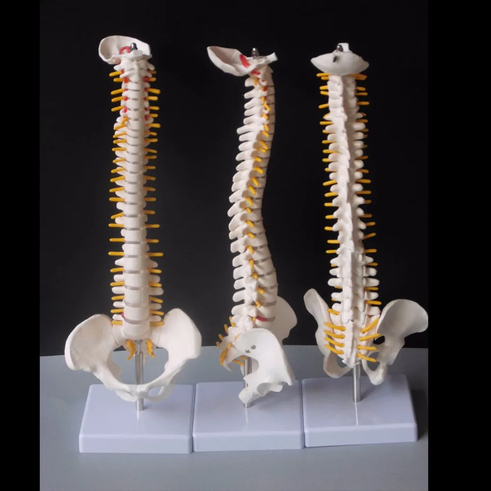 

45CM Human Spine with Pelvic Model Human Anatomical Anatomy Spine Medical Model spinal column model+Stand Fexible skeleton model