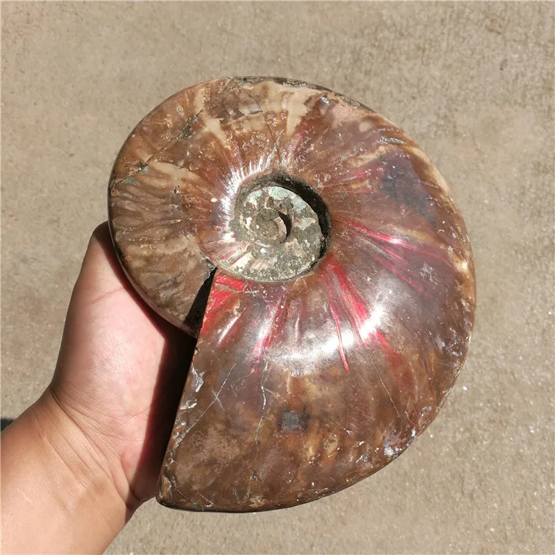 2160 г(4,76 фунтов) натуральный аммонит экземпляр ракушки Fossil Мадагаскар LA2033