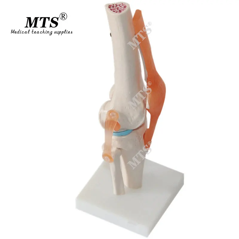 Высококачественный человеческий анатомический Скелет коленного сустава с связкой анатомическая модель травматический пистолет медицинская учебная помощь