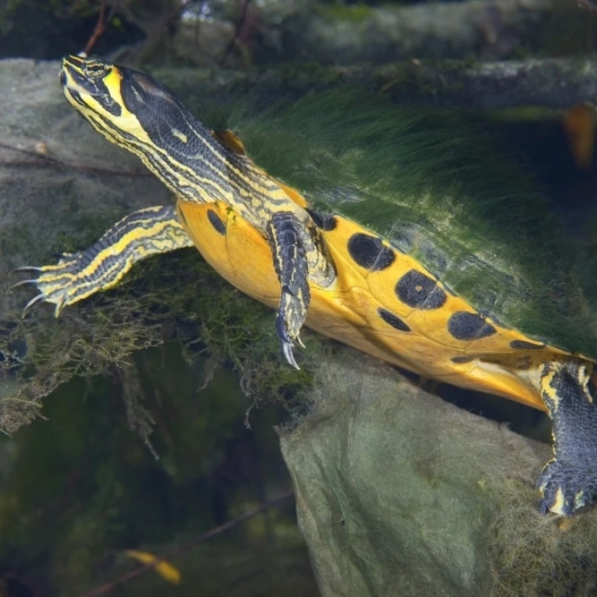 A Map Turtle with moss growing on it's shell Poster Print (17 x 11)