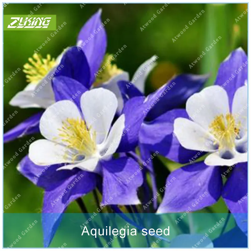

ZLKING 100PCS Aquilegia Flower Bonsai Plant For Home Garden Fragrant Indoor Natural Green Cascade Purple Flower