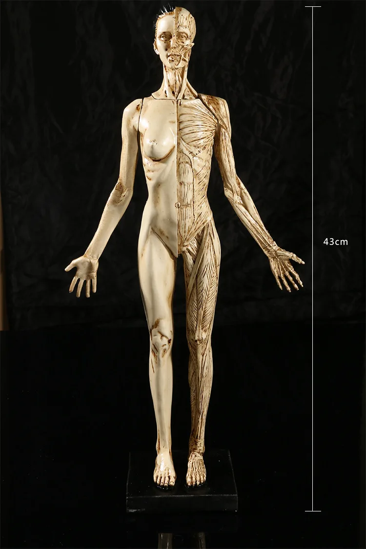 43 см смола Женский человеческий череп для изучения анатомии модель для искусства в травмах медицинский анатомический одонтология модель скелета для продажи